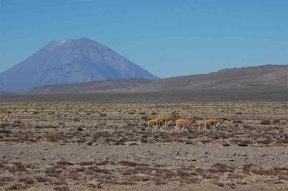 Vicuña - reserva natural de Salinas y Aguada Blanca - Perú 6.jpg